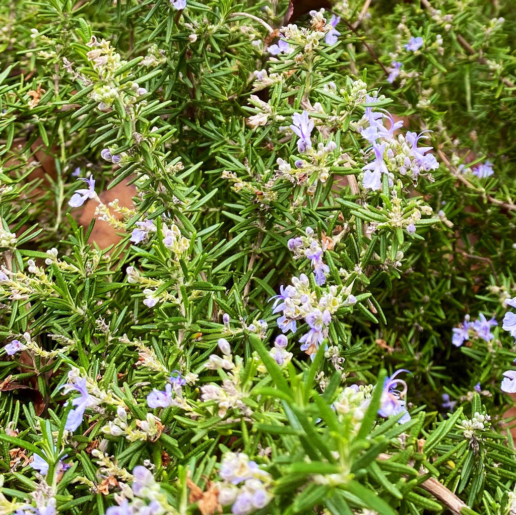Rosemary is our new secret wonder herb 🌿