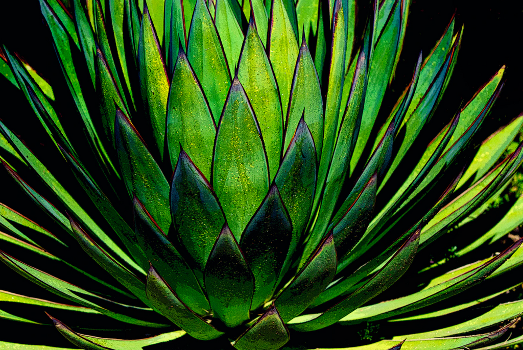 The magic of Blue Agave Nectar - It's going to be your new favorite natural vegan skincare ingredient.