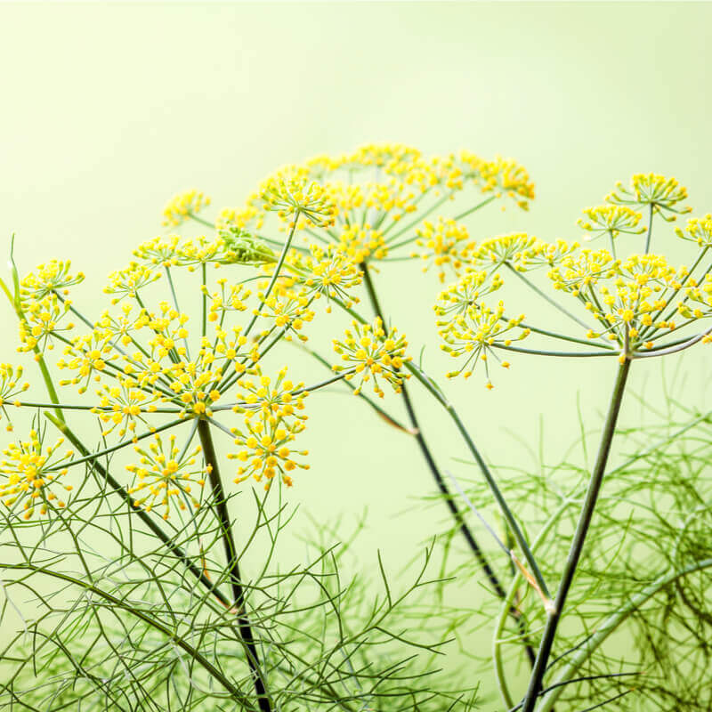 Seven reasons why we love Sweet Fennel oil oh so much!
