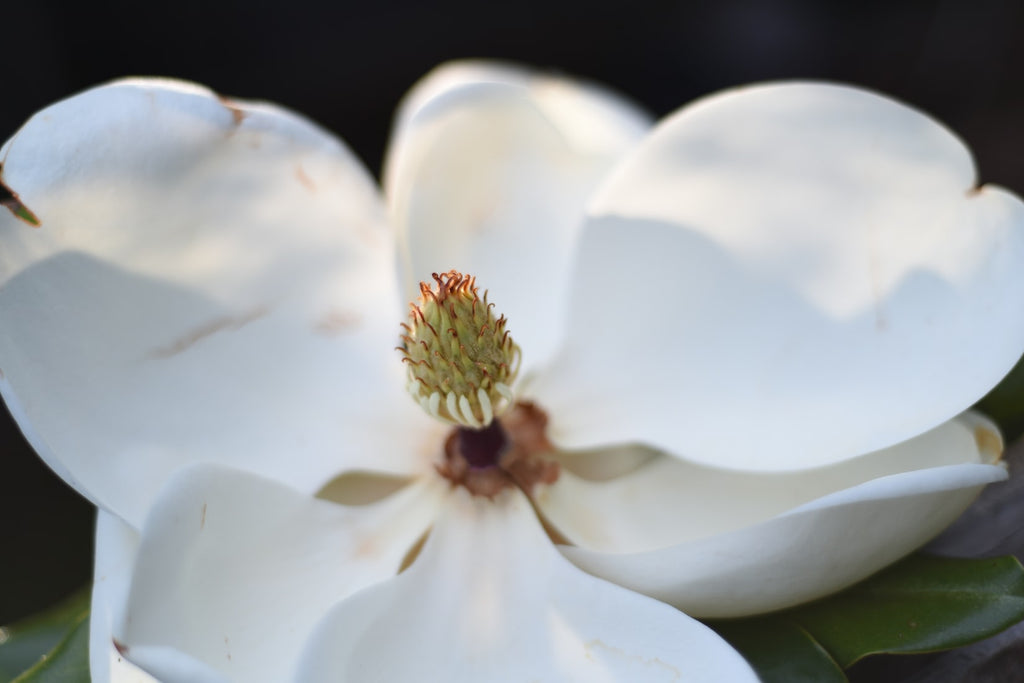 Here are some fun flower facts about why we love Magnolias & Roses!